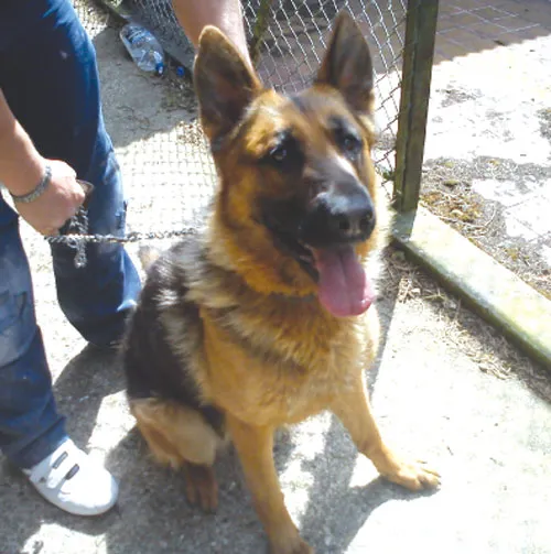 Underweight German Shepherd Layla rescued from neglect