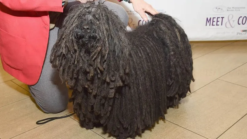 Unique Puli dog with corded dreadlock coat, a non-shedding herder