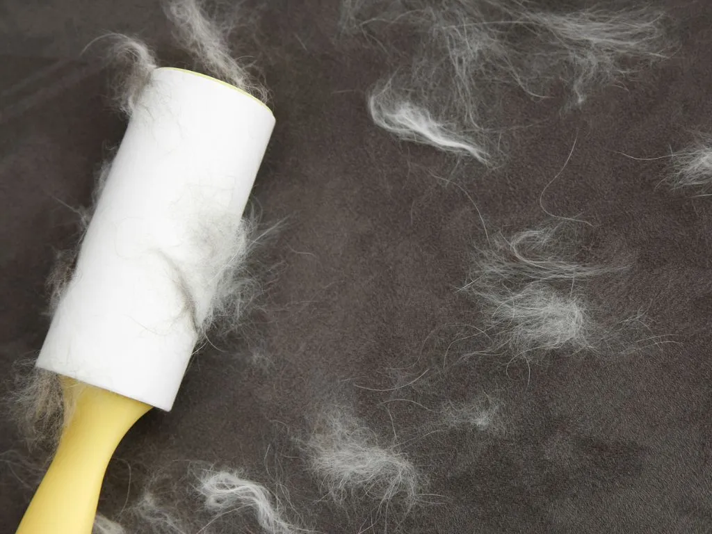 Using lint rollers to quickly remove pet hair from car carpet and upholstery