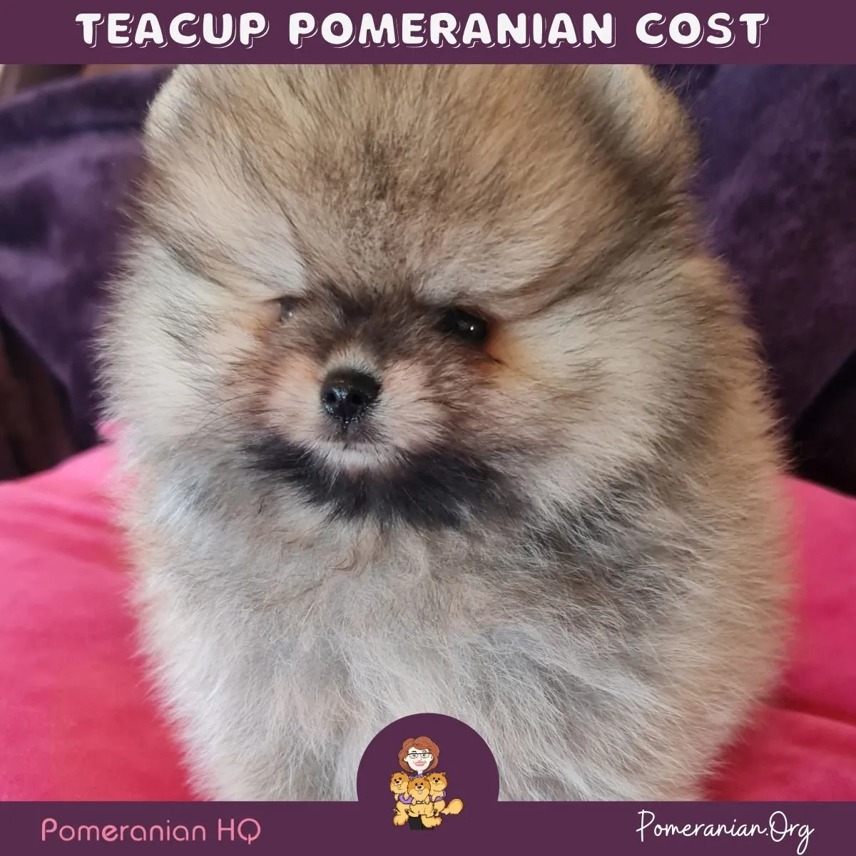Various colored Toy Pomeranian puppies