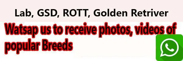 Various popular dog breeds including Labrador, Rottweiler, and German Shepherd available for adoption in Bangalore