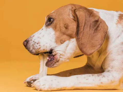 Various strategies, including probiotic chews, for managing dog allergies and discomfort