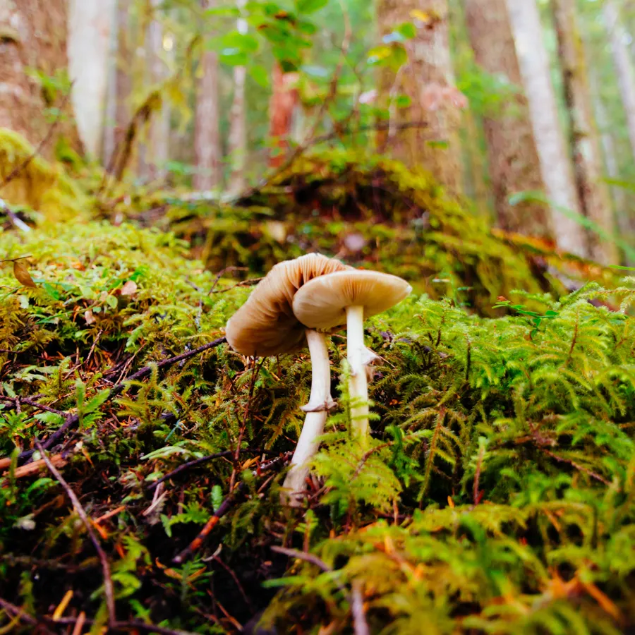 Various wild mushrooms growing in a forest, which are highly toxic to dogs