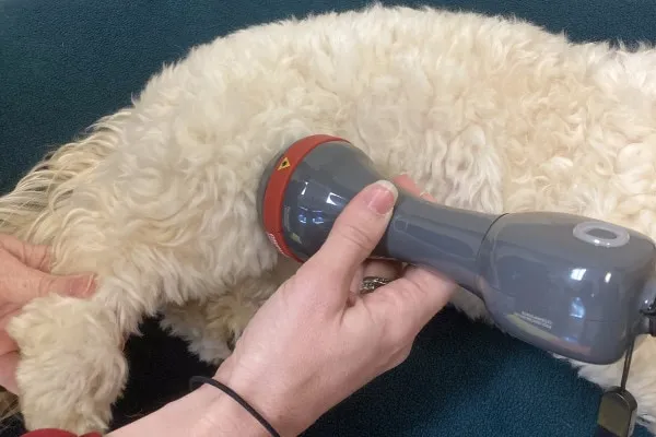 Veterinarian administering low-level laser therapy to a dog's knee for CCL injury management.
