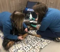 Veterinarian applying shock wave therapy to a dog's arthritic joint for pain relief