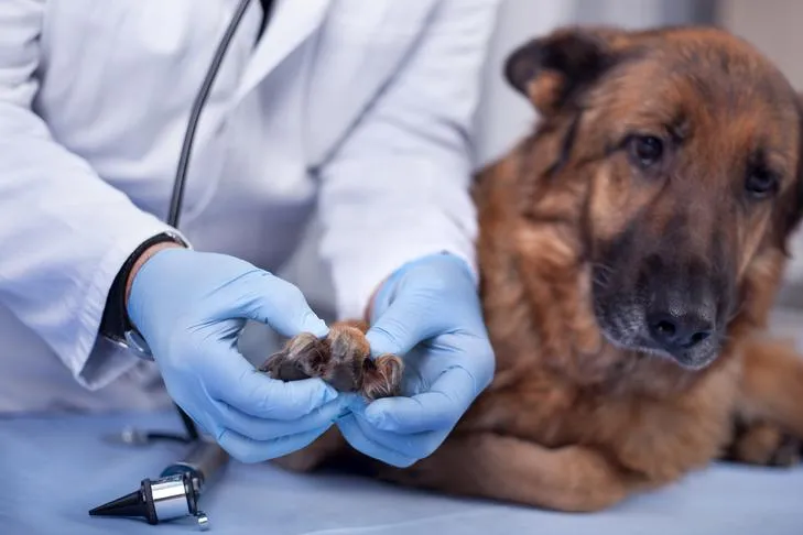 Veterinarian checking a German Shepherd's paw, illustrating vet examination for worm prevention and detection.