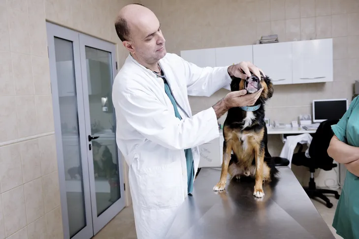 Veterinarian checking a mixed-breed dog's teeth