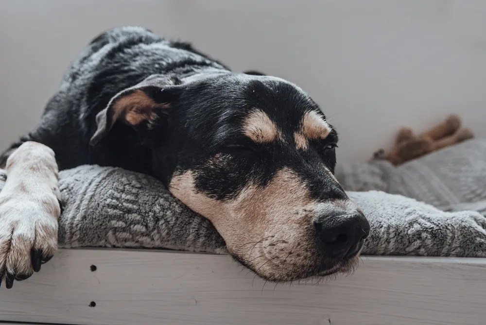 Veterinarian conducting a check-up on a dog using a stethoscope
