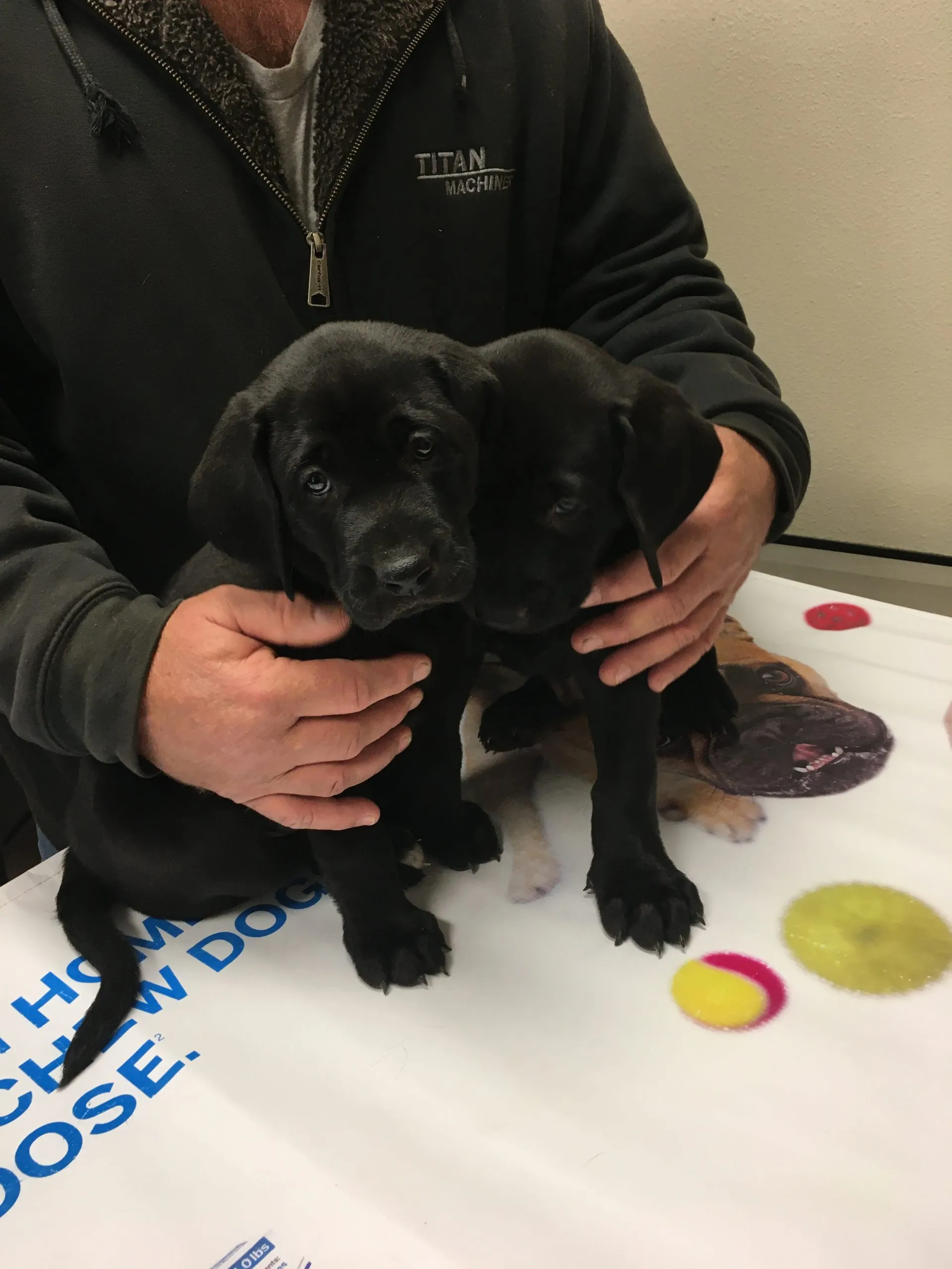 Veterinarian examining a puppy, emphasizing health checks for canine breeding.