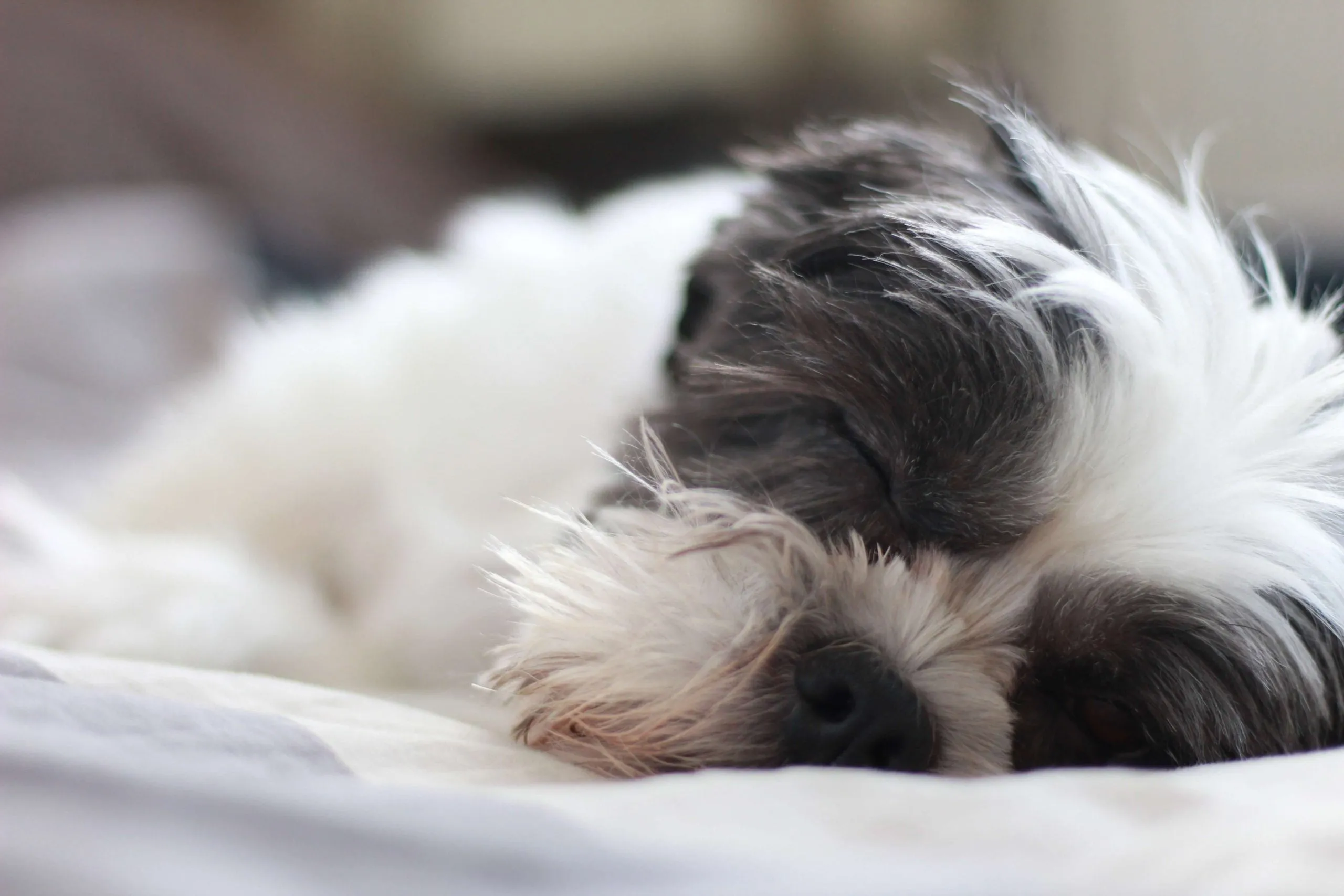 Veterinarian examining a small dog, demonstrating a professional check-up for shih tzu diet concerns.