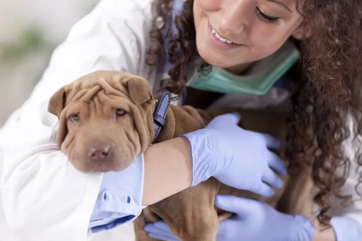 Veterinarian gently comforting a Chinese Shar-Pei puppy during parvo treatment, illustrating the critical care for a 6-month-old dog