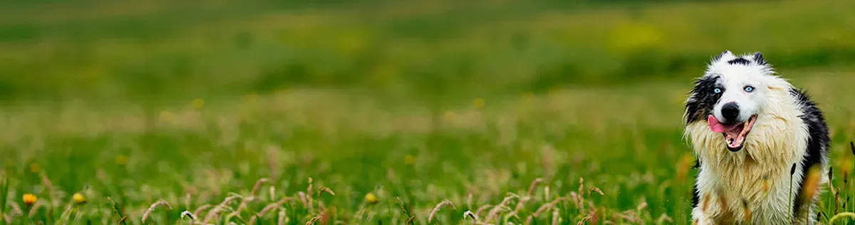 Veterinarian gently examining a cat on an examination table