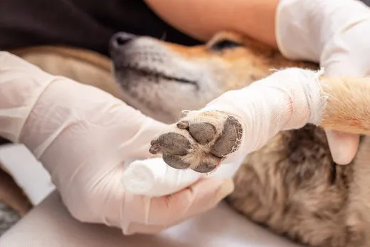 Veterinarian gently examining and bandaging a dog's bruised paw, emphasizing professional care for paw injuries.