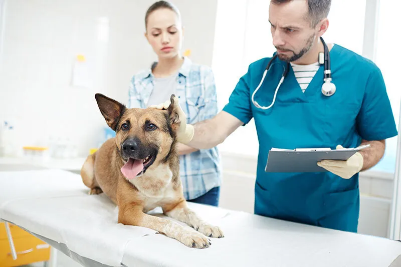 Veterinarian preparing a dog for a routine blood test at a comprehensive pet care center