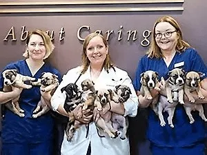 Veterinarian providing dog breeding services with a litter of puppies.
