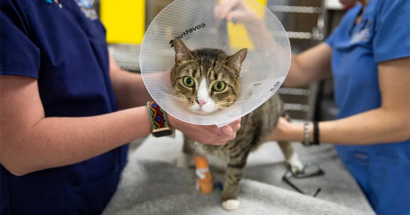 Veterinarian providing urgent care for a dog, highlighting the need for a 24hr animal hospital