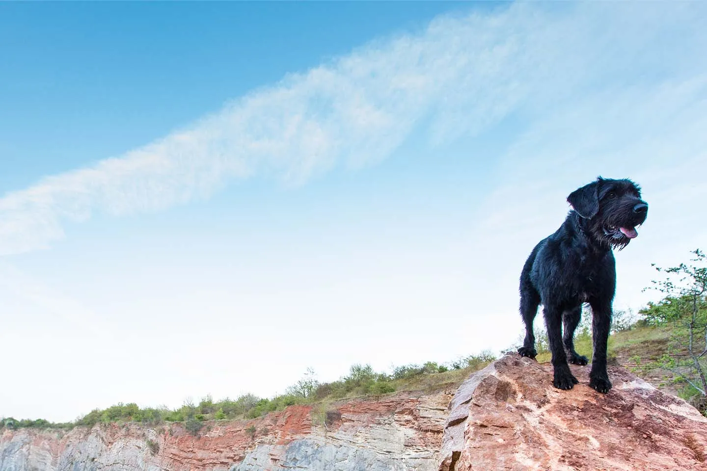 Veterinarians and pet owners interacting at a modern animal hospital