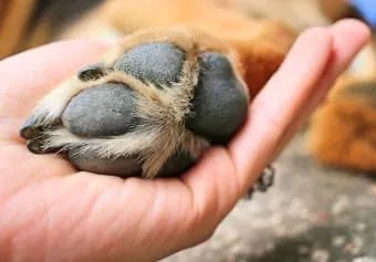 Veterinarian's hands gently inspecting a dog's paw with a minor cut, demonstrating how to heal a cut pad on dog.