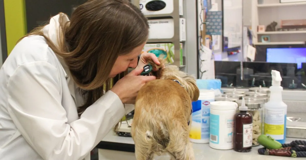 Veterinary dermatologist examines a dog