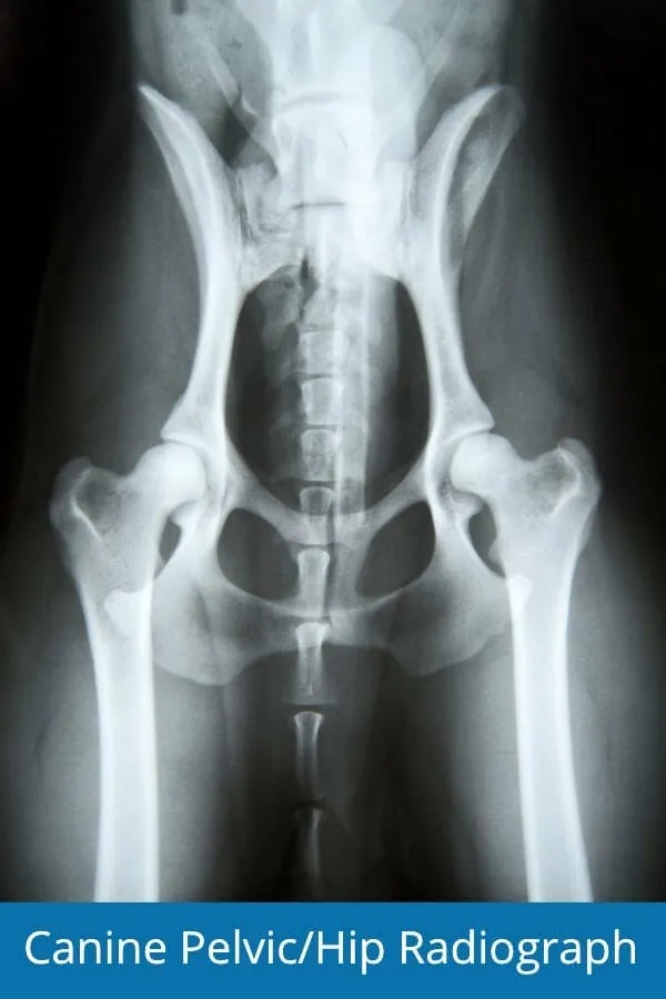 Veterinary radiograph of a dog's hip joints, demonstrating potential signs of osteoarthritis, which can also affect front leg joints