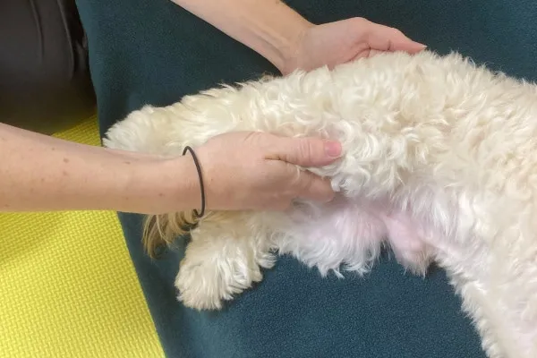 Veterinary rehabilitation therapist performing a hind limb extension stretch on a dog as part of torn ACL recovery without surgery