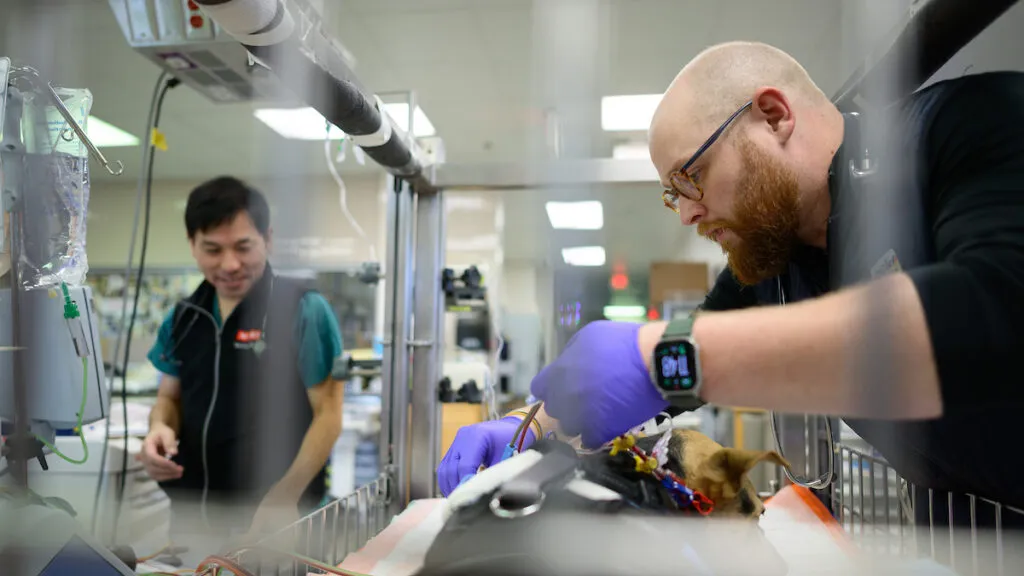 Veterinary specialists Dr. Yu Ueda and Dr. Tyler Johnson performing extracorporeal therapy, possibly hemodialysis, on a small animal patient at NC State Veterinary Hospital, demonstrating advanced treatment for pet poisoning from medicines like chewy dog allergy medication.