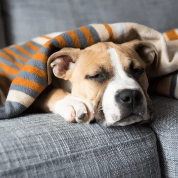 Veterinary team performing diagnostic imaging on a pet, showcasing advanced pet health assessment at an animal hospital near you.