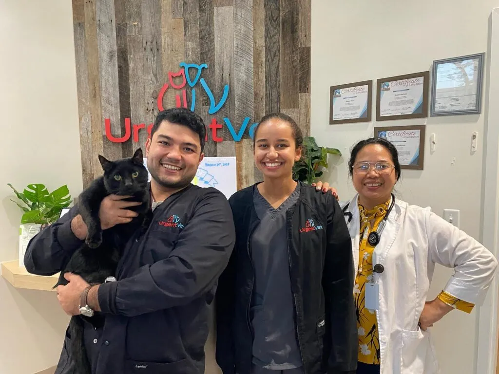 Veterinary team providing care