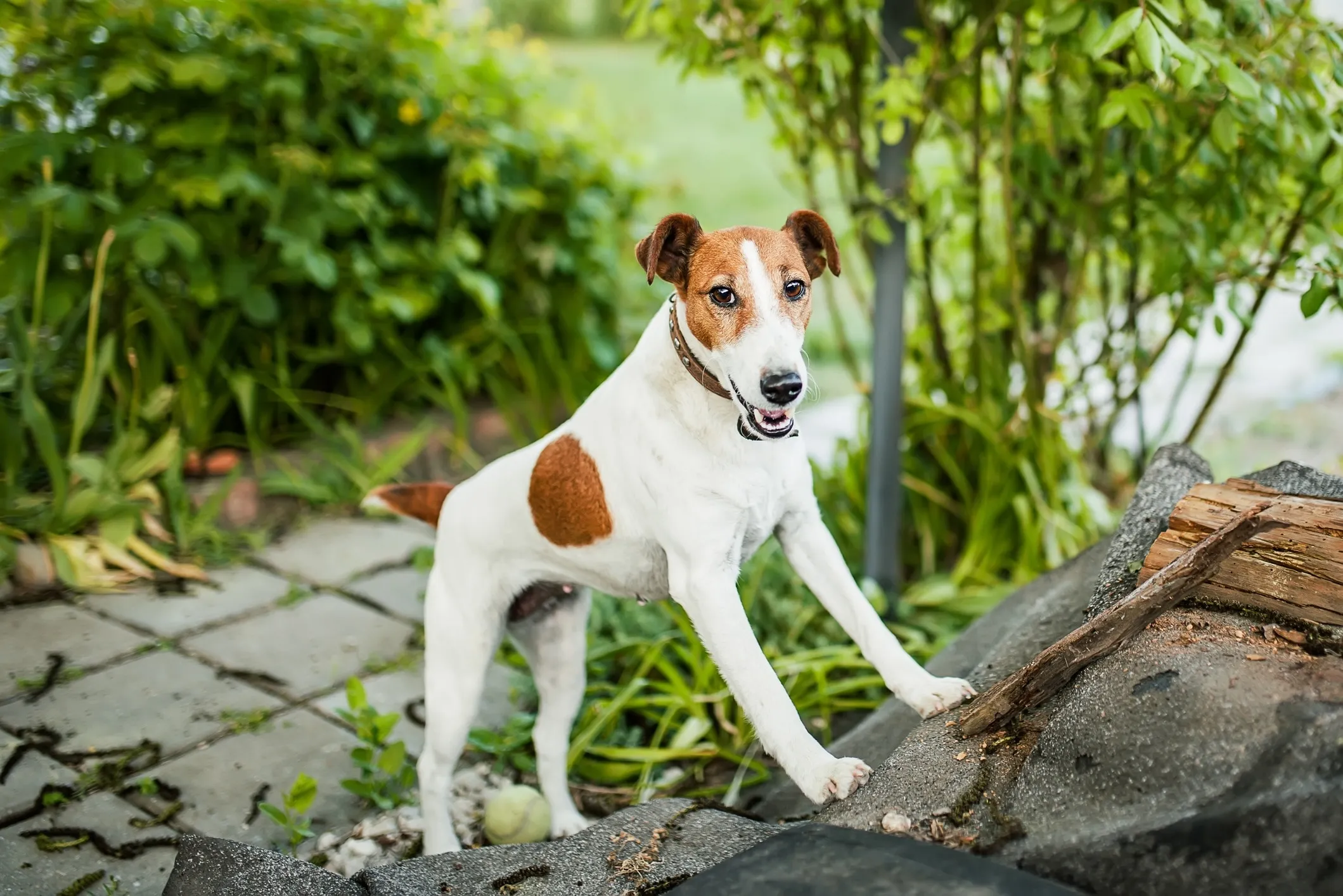 Vibrant Smooth Fox Terrier with white and brown markings, showcasing the breed's energetic stance against a rocky backdrop. This image highlights the distinctive smooth coat of a classic Fox Terrier.