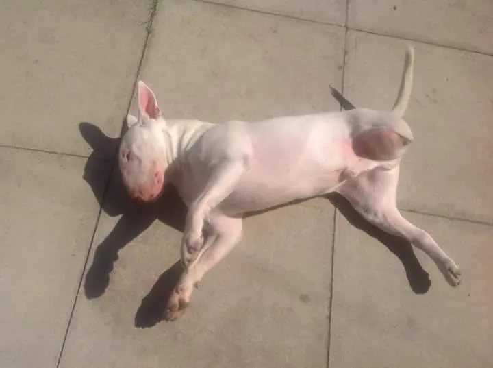 Vinnie, a rescued Miniature Bull Terrier, looking happy in his new home