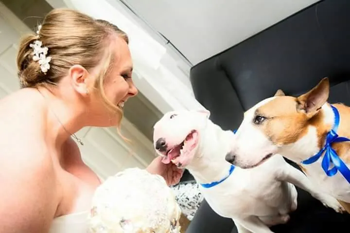 Vinnie and Sophie, two Bull Terriers, celebrating a family wedding