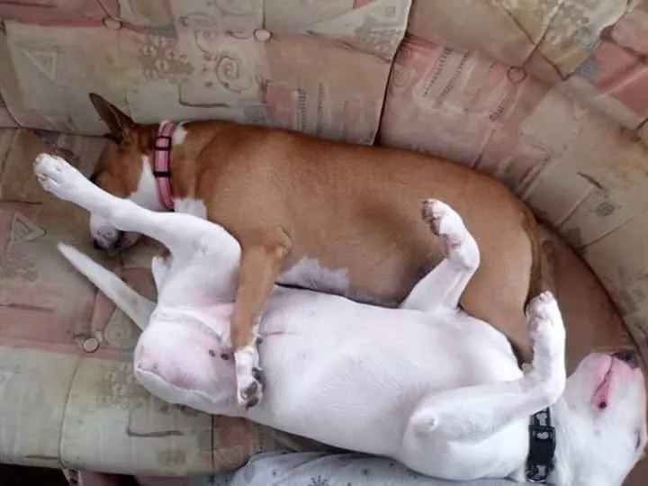 Vinnie the Miniature Bull Terrier enjoying outdoor time with his family
