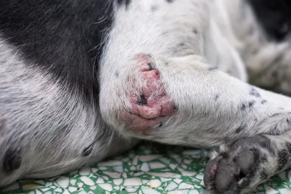 Visually identifying a decubitus ulcer on a dog's elbow, an early sign of canine pressure sores