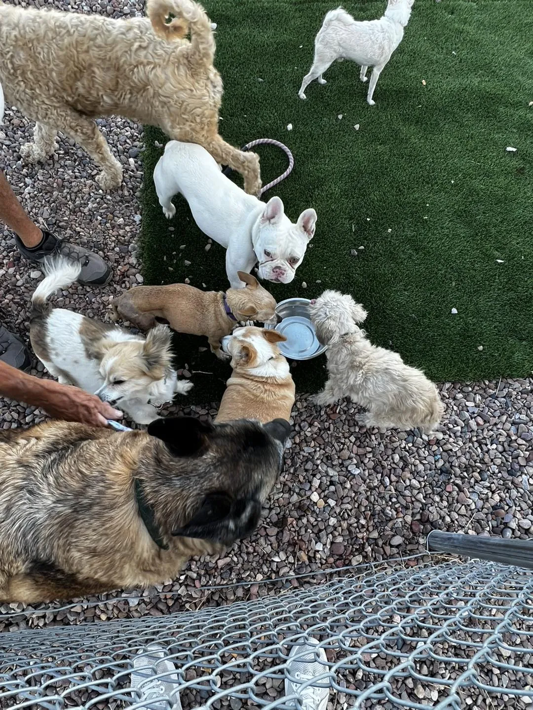 Volunteers gently guiding a senior rescue dog during the relocation process