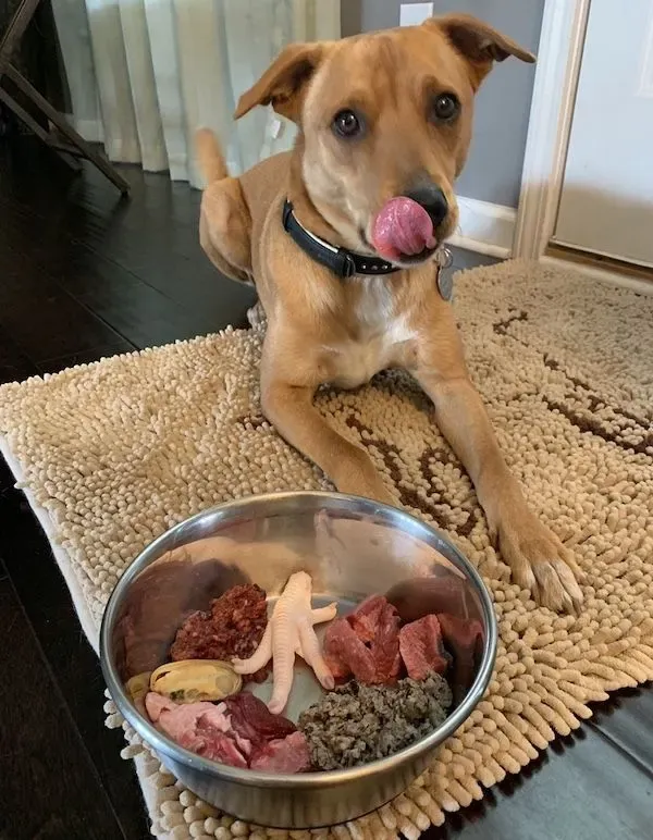 Wally, a Feist mix, practicing a &quot;down-stay&quot; command next to his food bowl.