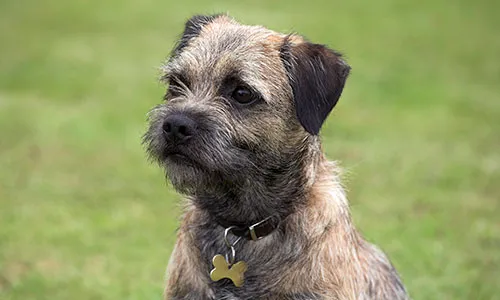 Wary Border Terrier looking up