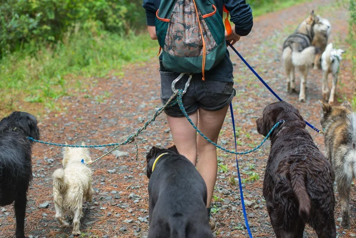 Well-behaved dogs walking calmly on leashes with a professional dog walker