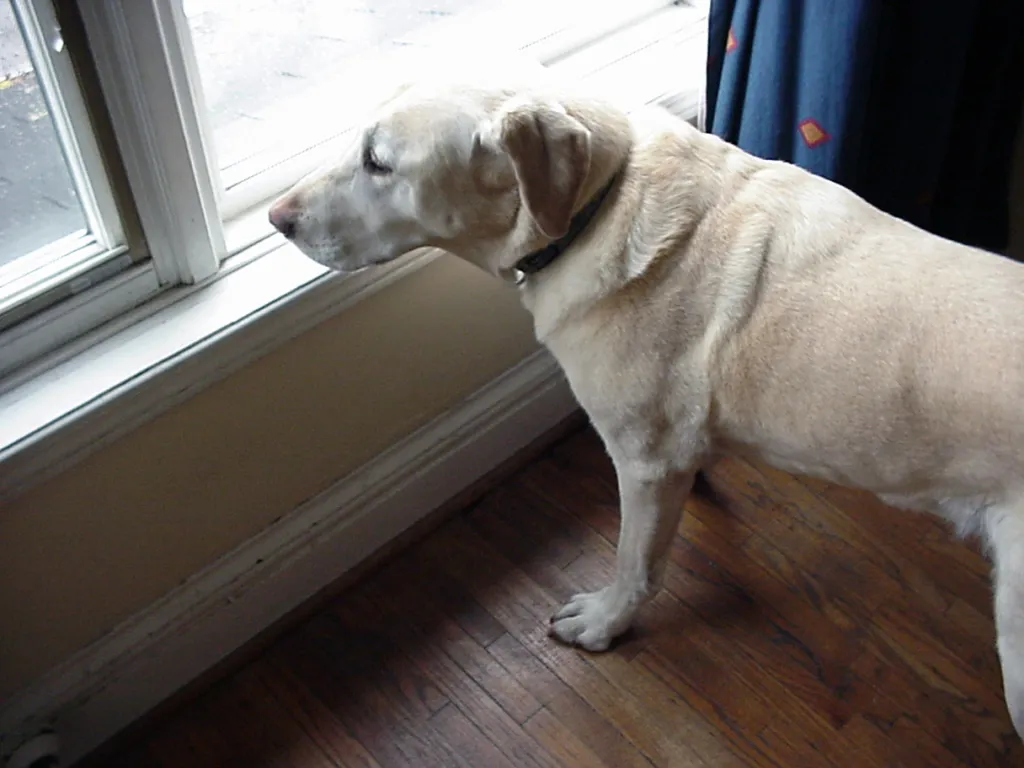 Well-managed puppy enjoying quiet time, illustrating successful biting prevention