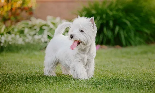 West Highland White Terrier, a smart, confident, and entertaining small terrier, known for its adorable appearance and sturdy, low-shedding white coat.
