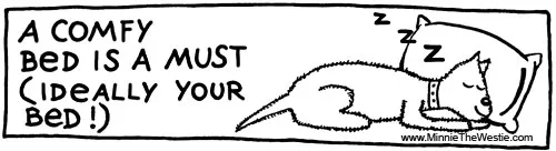 Westies love to nap, and your bed is often the perfect spot for them.