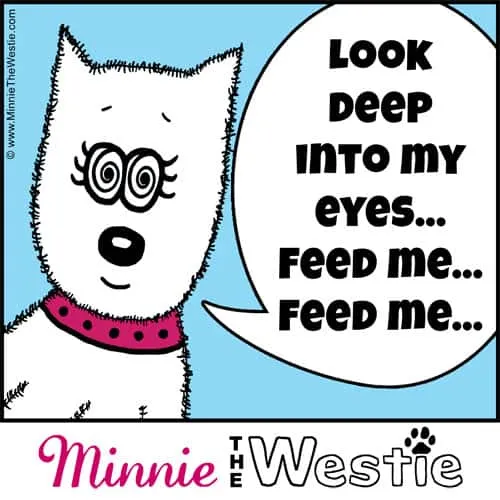 Westietude: Those eyes can get Westies anything they want... including treats!