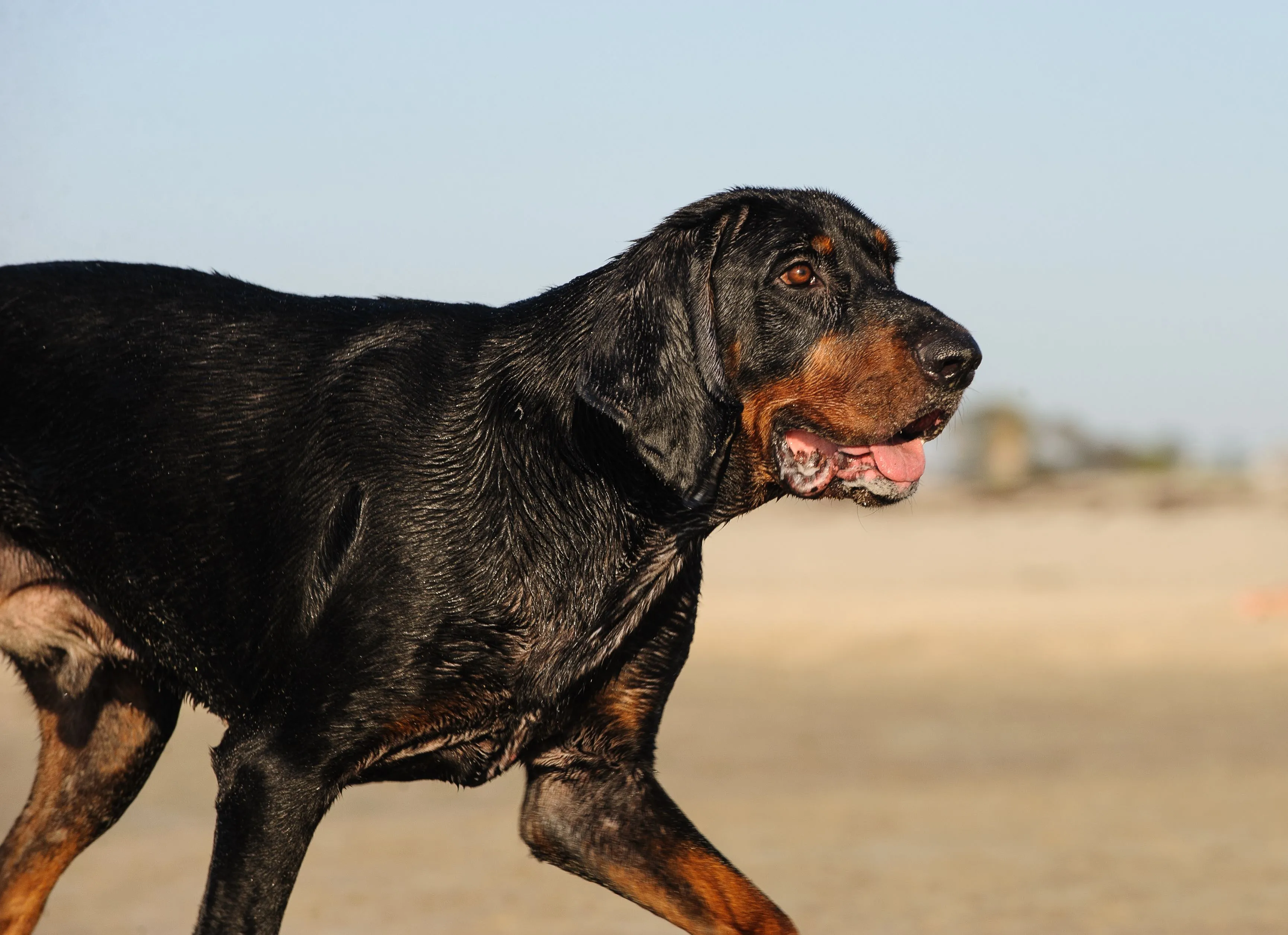 Wet Black and Tan Coonhound walking on a beach