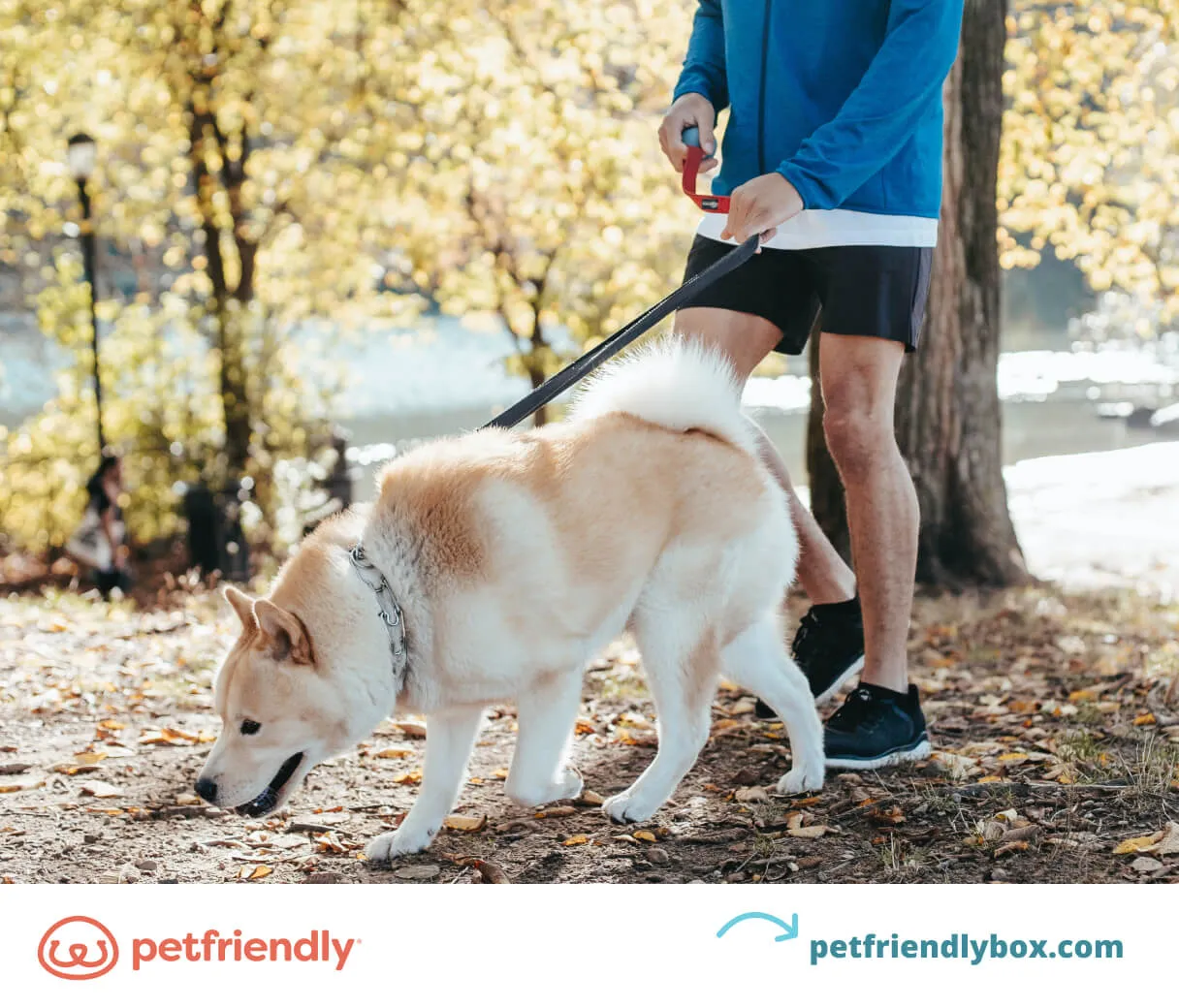 What to look for in heartworm prevention medication