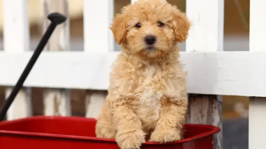 Wheaten Terrier and Poodle mix puppy playing outdoors