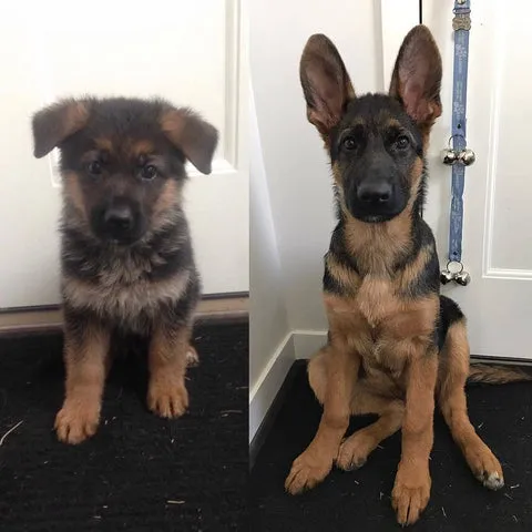 Whiskey the German Shepherd puppy from 7 weeks to 16 weeks old