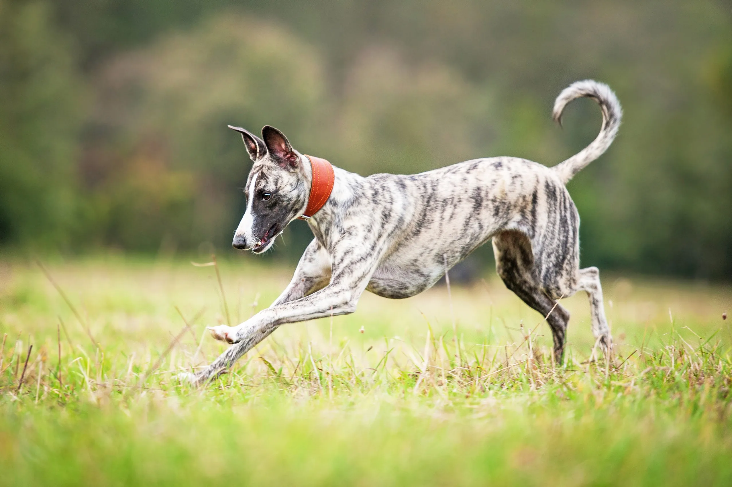 White and gray brindle Whippet pouncing in a field