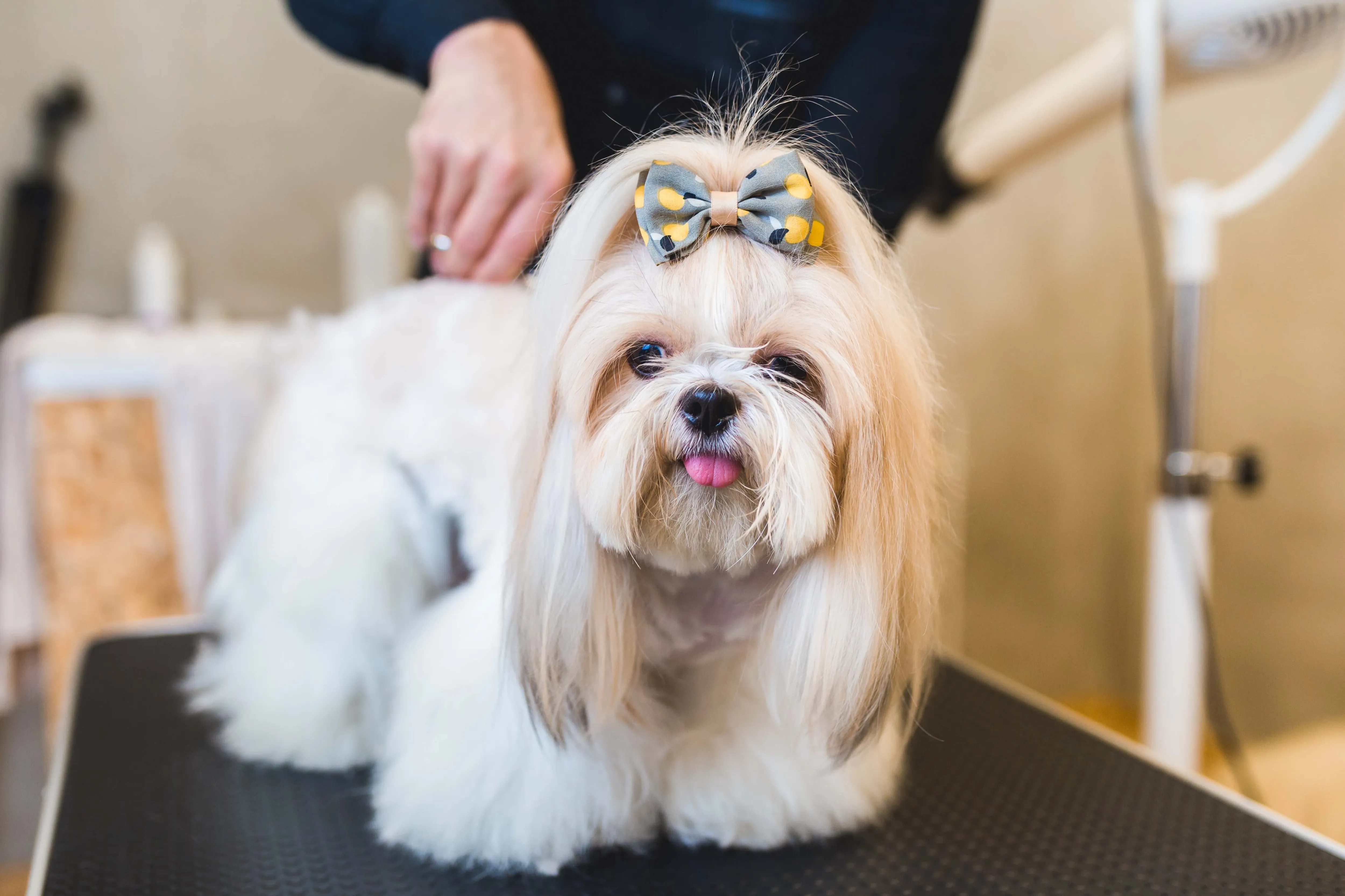 White and tan Shih Tzu receiving professional grooming care for its long coat