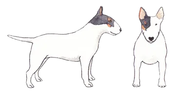 White Bull Terrier with a fawn ear patch