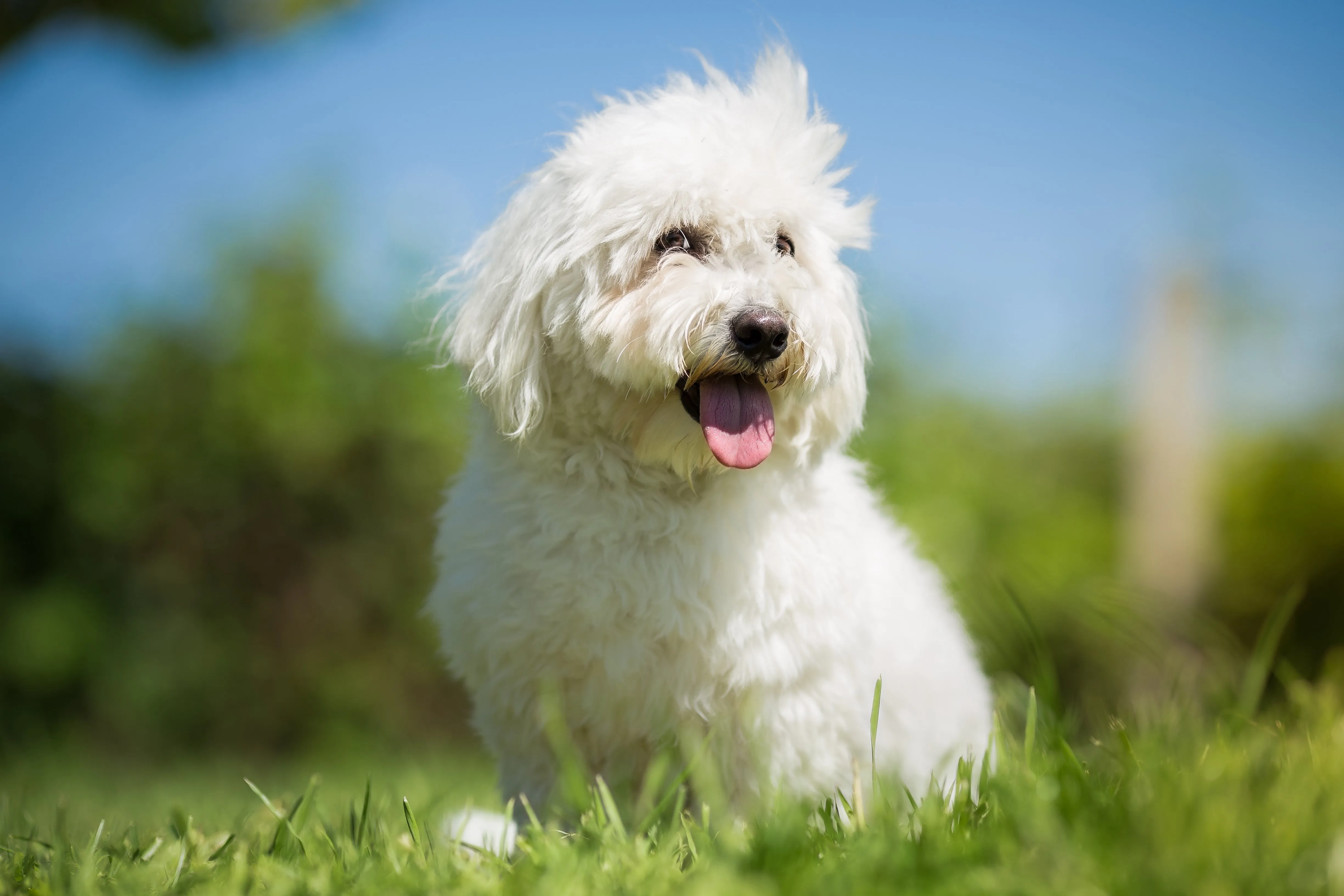 White Coton de Tulear with hair blowing in the wind, sitting in green grass