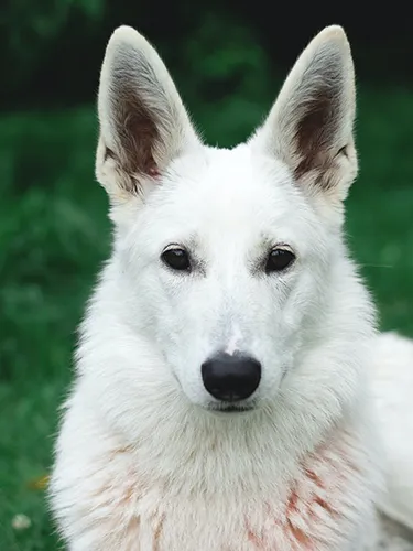 White German Shepherd puppy looking up at an adult White German Shepherd, symbolizing adoption and growth.